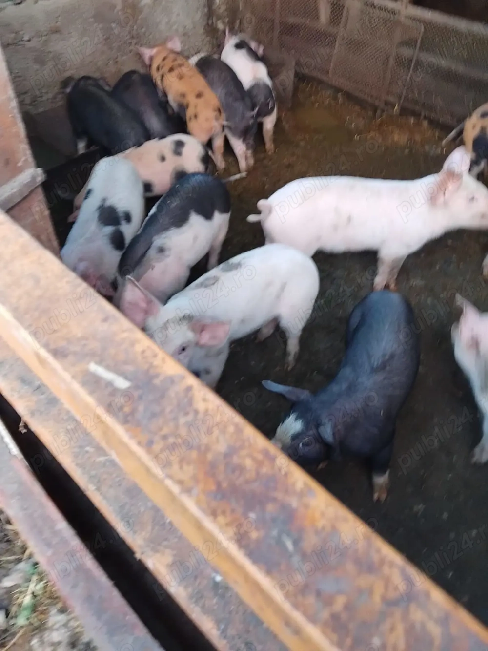 Vând purcei de 7 săptămâni Vând purcei de 7 săptămâni