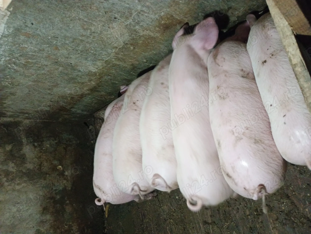 Purcei de vânzare Purcei de vânzare