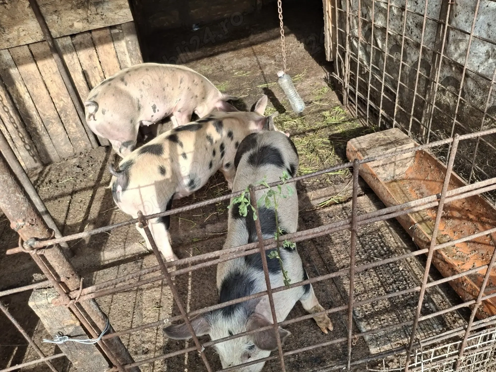 Purcei de vanzare Purcei de vanzare