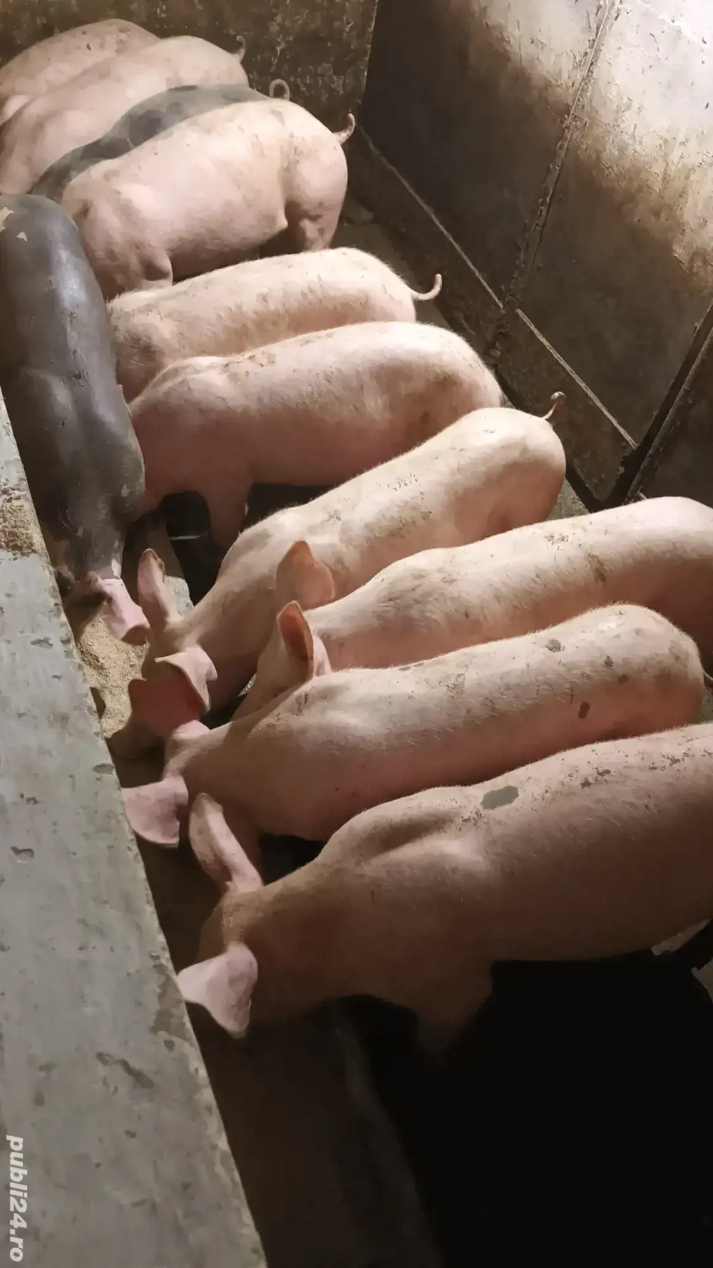 Vand soldani Vand soldani