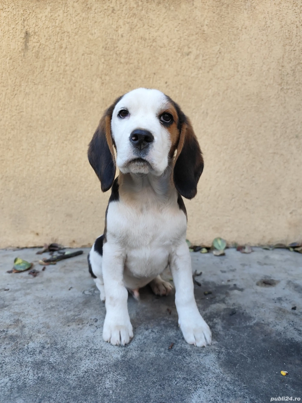 Pui Beagle de vanzare