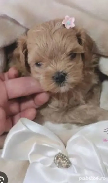 maltipoo pui adorabili