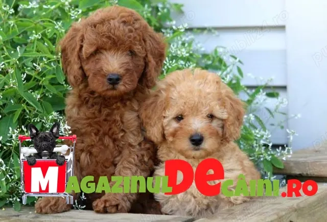 HRANA+LIVRARE la Ploiesti-Caniche pitic Pudel Toy de vanzare cu Factura, Microcip,Garantie,Carnet