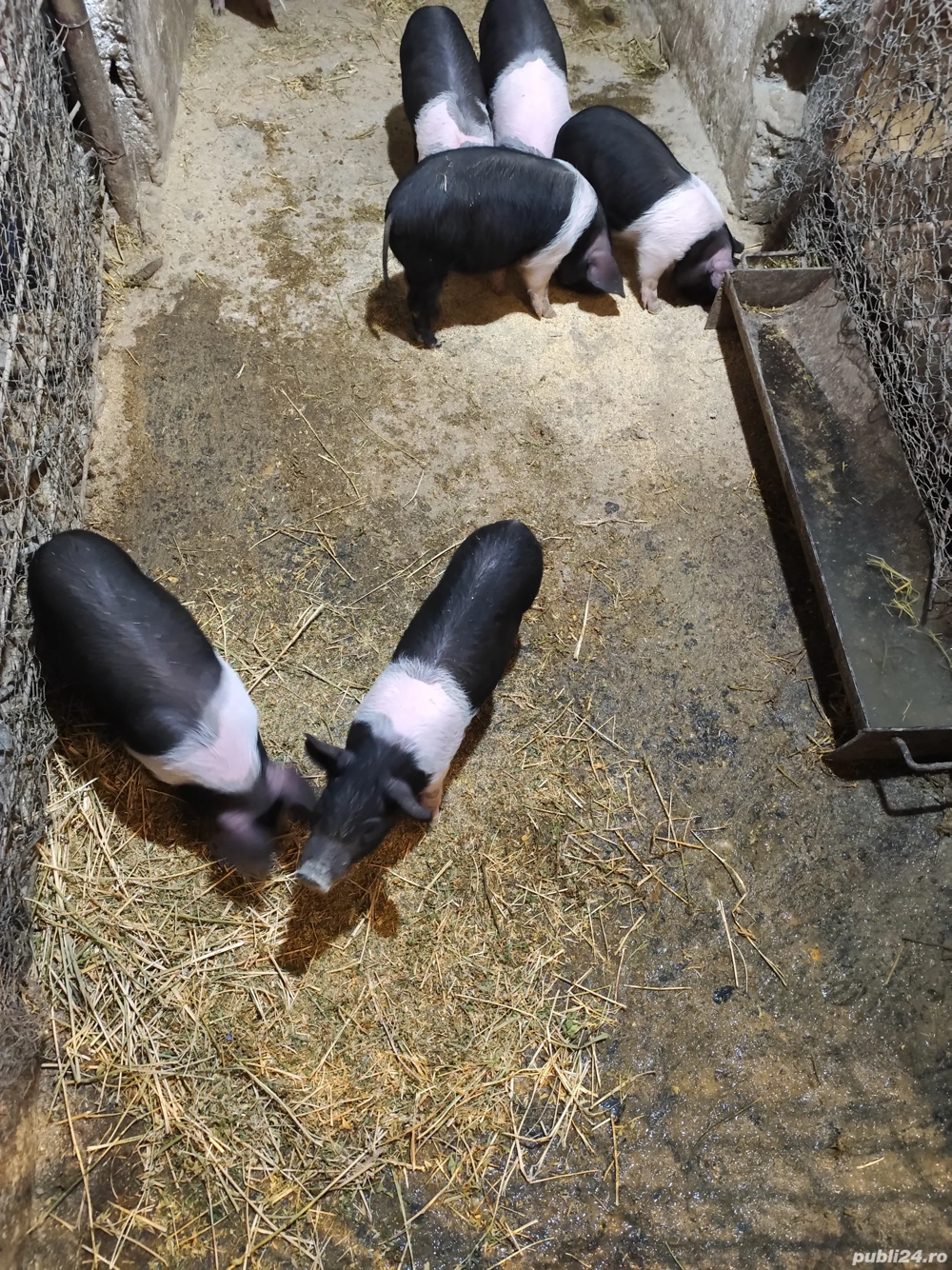 Purcei Bazna  Purcei Bazna