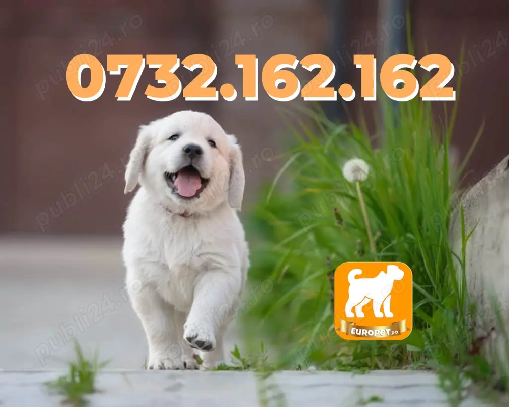 Cumpara legal Golden Retriever cu Factura-Garantie-Microcip-Inregistrare si Livrare la Bucuresti