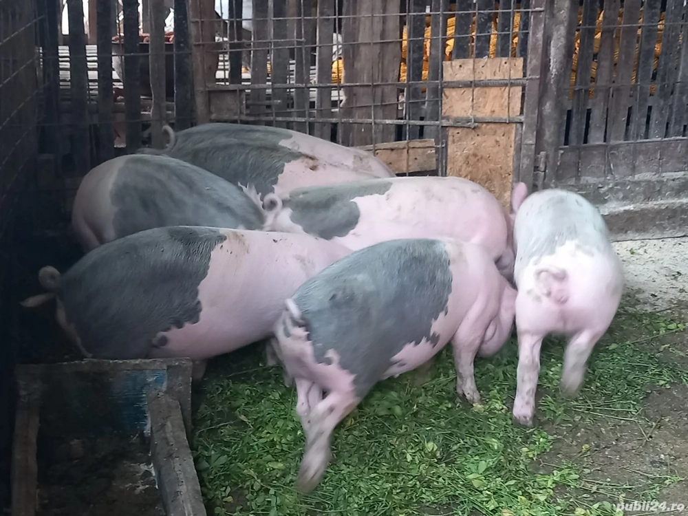 doi purcei de vanzare - 12 saptamani