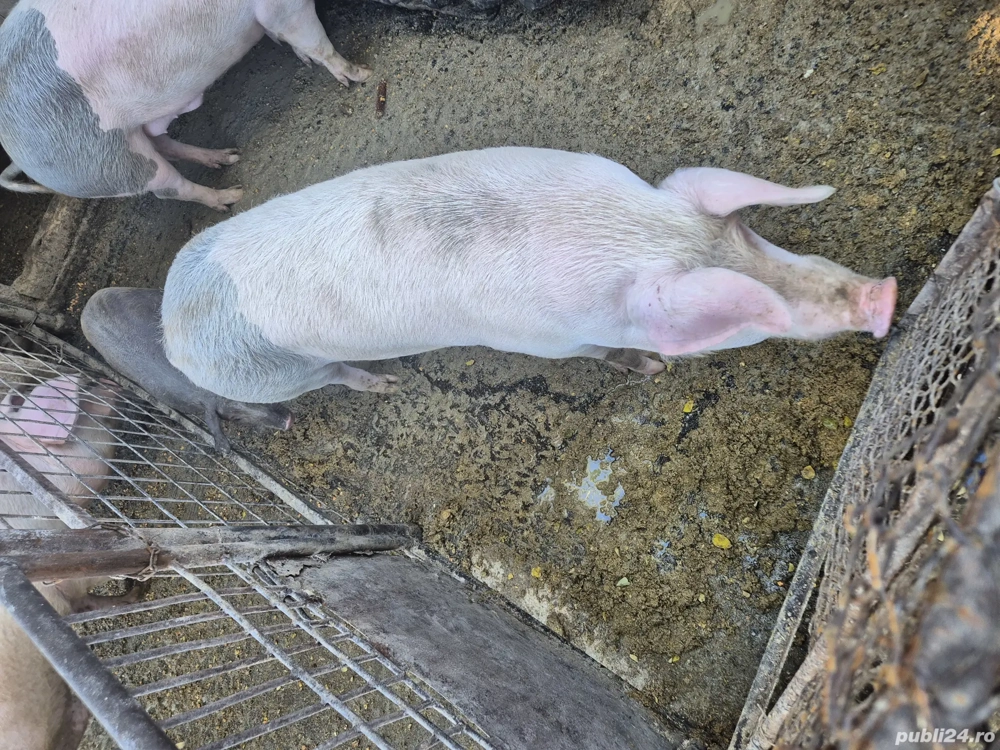 De vânzare tot ce se vede  De vânzare tot ce se vede