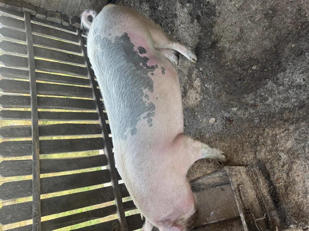 Porc de vanzare Porc de vanzare