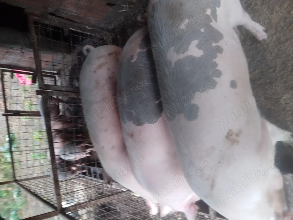 Vând 3 porci mari Vând 3 porci mari