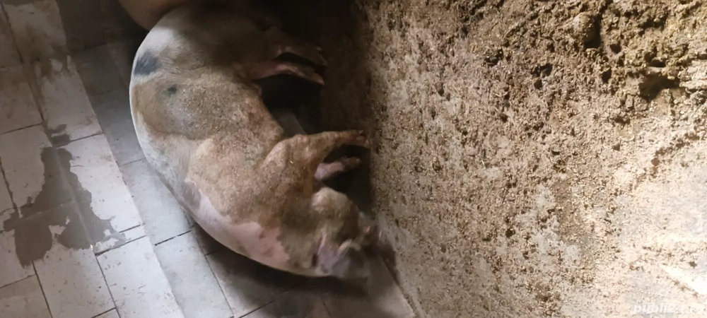 Porc pt. tăiat și-a rupt piciorul  Porc pt. tăiat și-a rupt piciorul