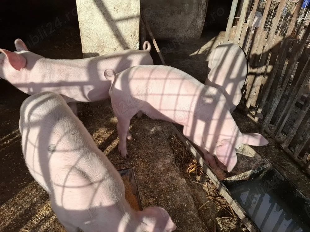 Vând grasuni cu greutate între 60 si 70 kg  Vând grasuni cu greutate între 60 si 70 kg