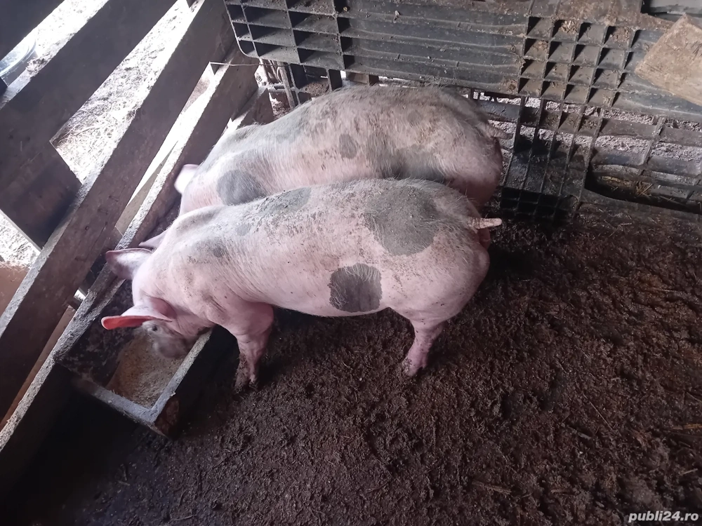 pietrain belgian pur  pietrain belgian pur