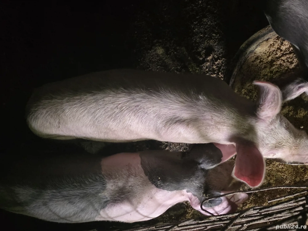 vind trei purcei vind trei purcei