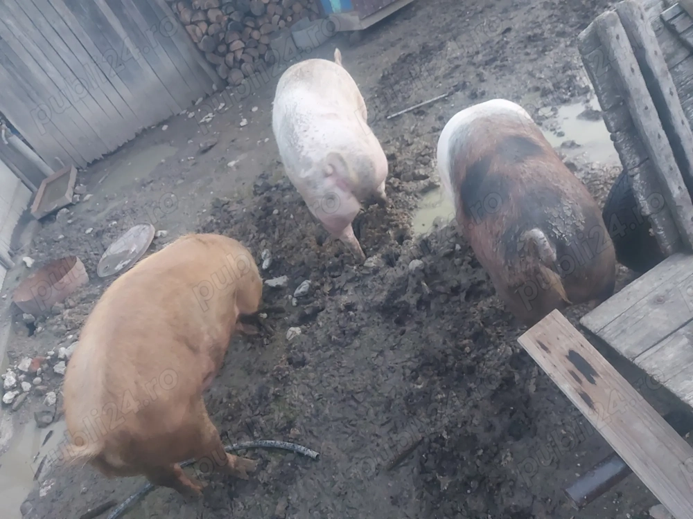 2buc disponibile la alegere 17 lei kg !