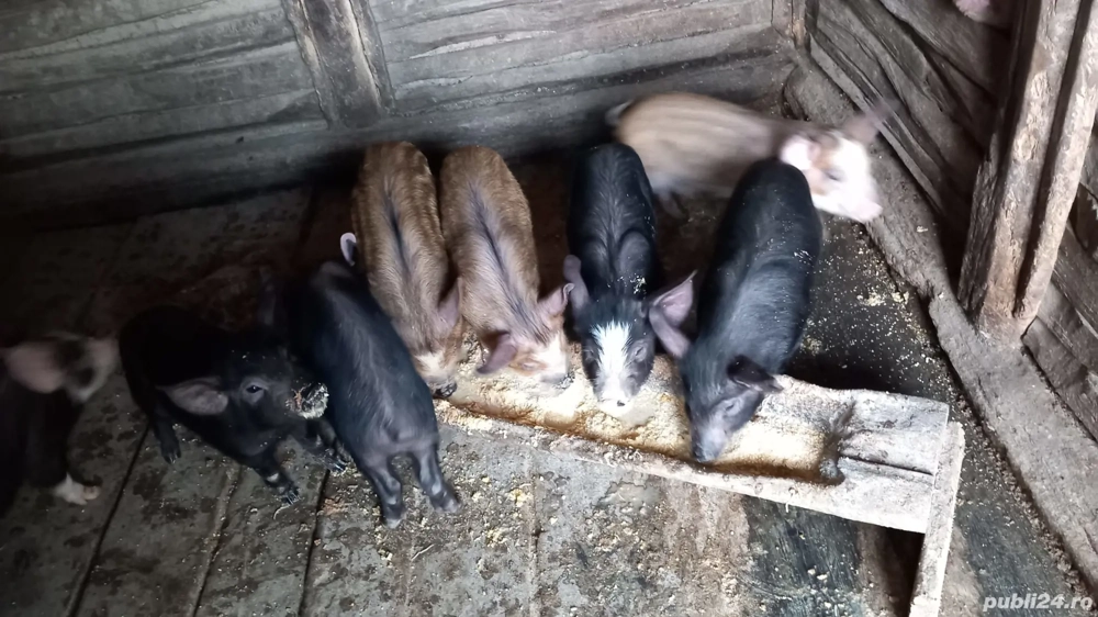 vand 15 purcei de 7 saptamani vand 15 purcei de 7 saptamani