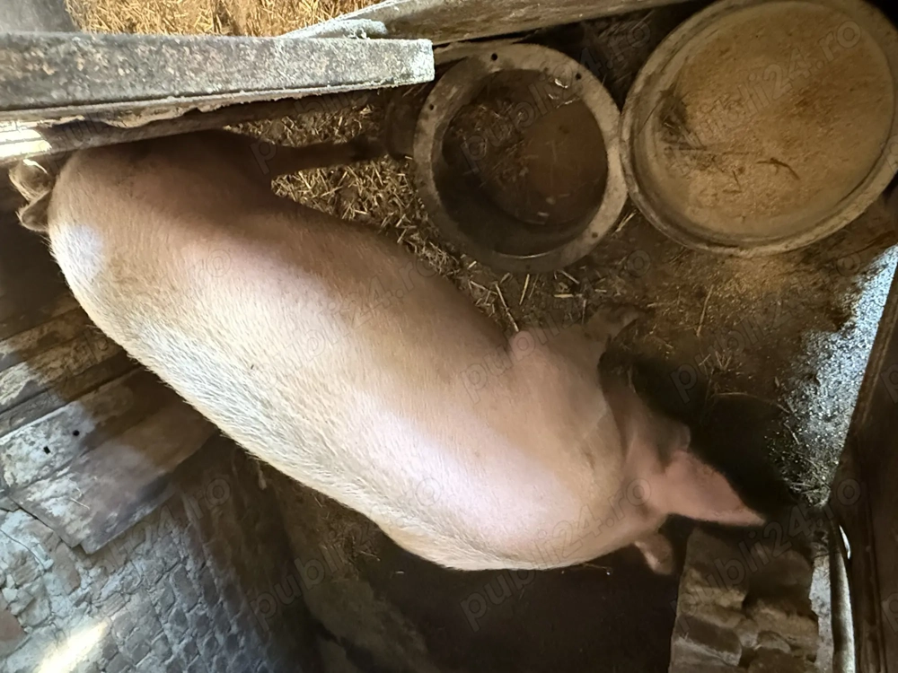 De vânzare , disponibili pentru Crăciun !!