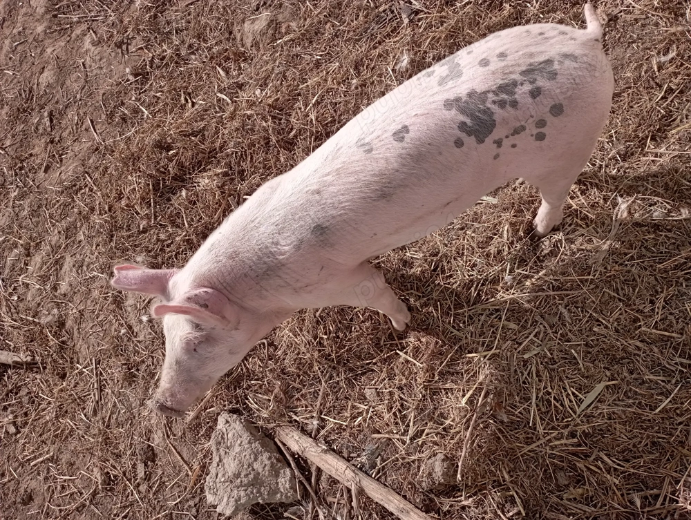Porci castrat 40 de kg