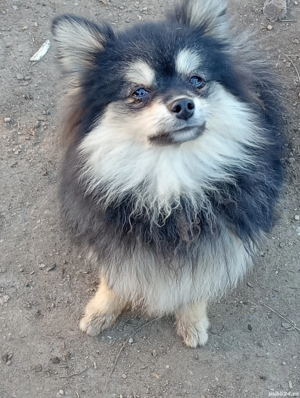 Băiețel Pomeranian 10 Luni 