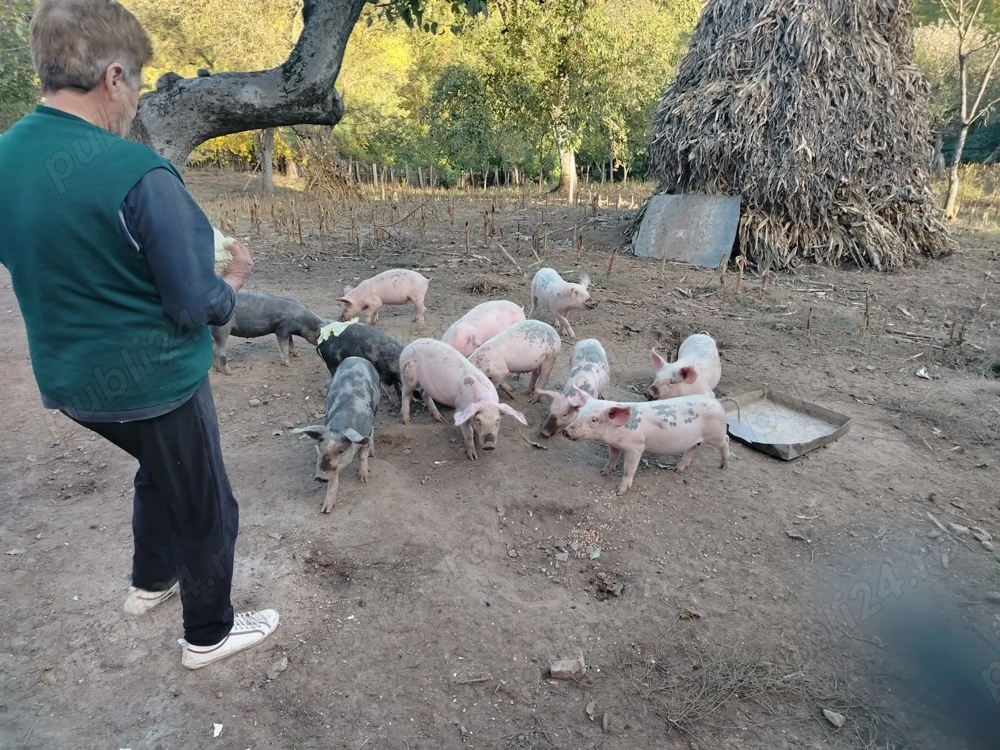 Purcei de vanzare Purcei de vanzare