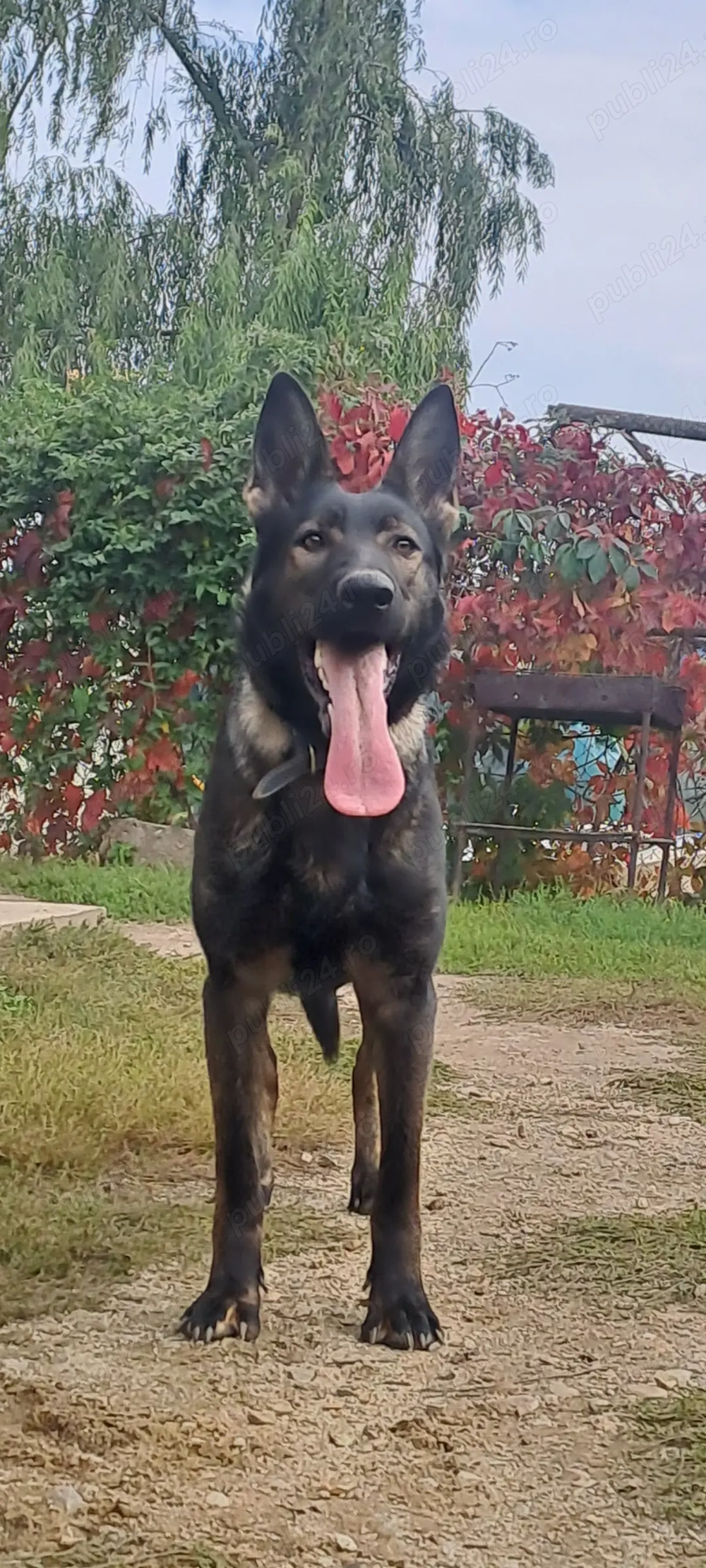 Femela Ciobanesc German  Femela Ciobanesc German