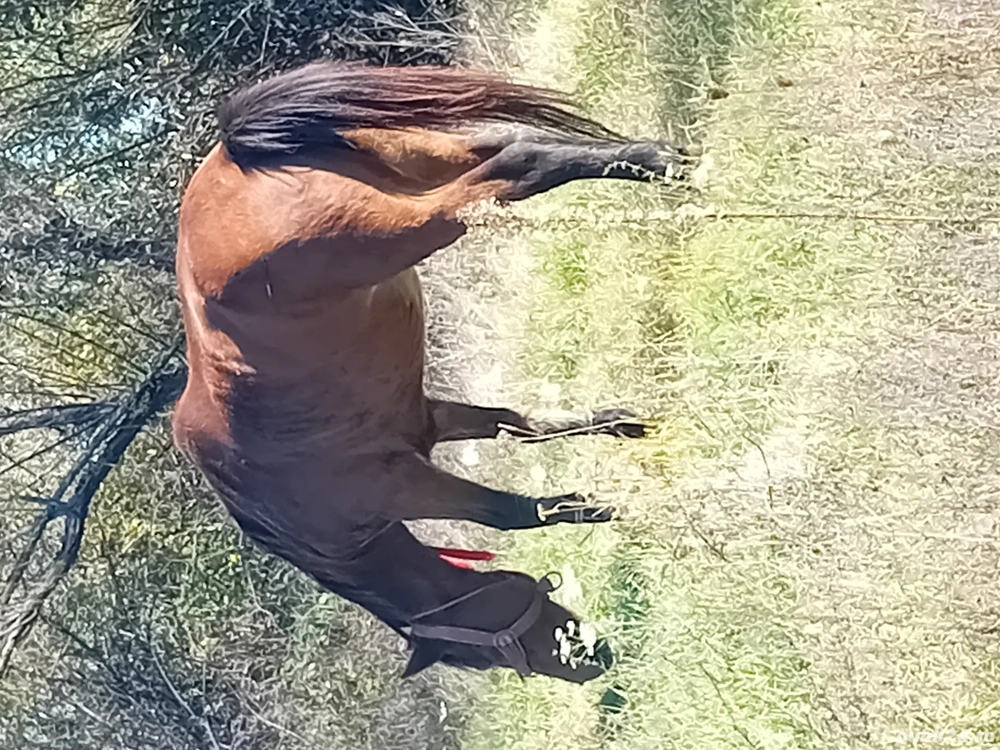 vand iapa 7 ani forte cuminte 