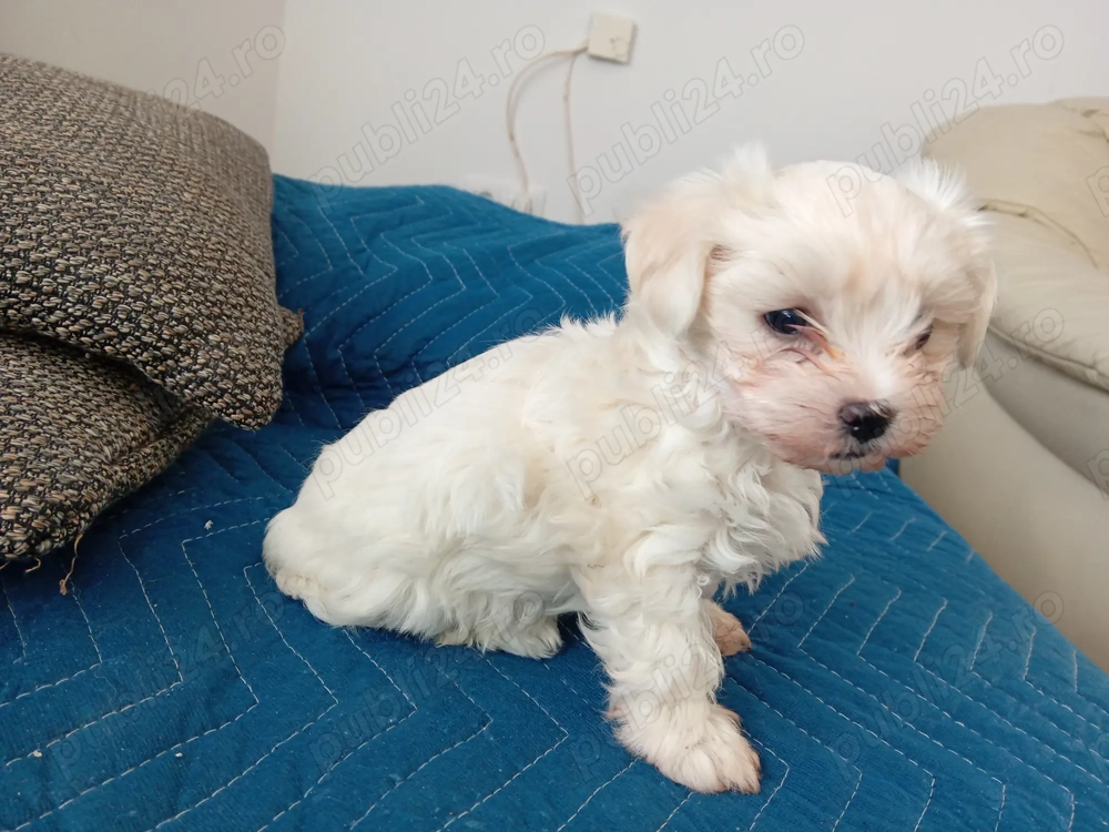 Vînd bichon maltesse vârsta 8 săptămîni Vînd bichon maltesse vârsta 8 săptămîni