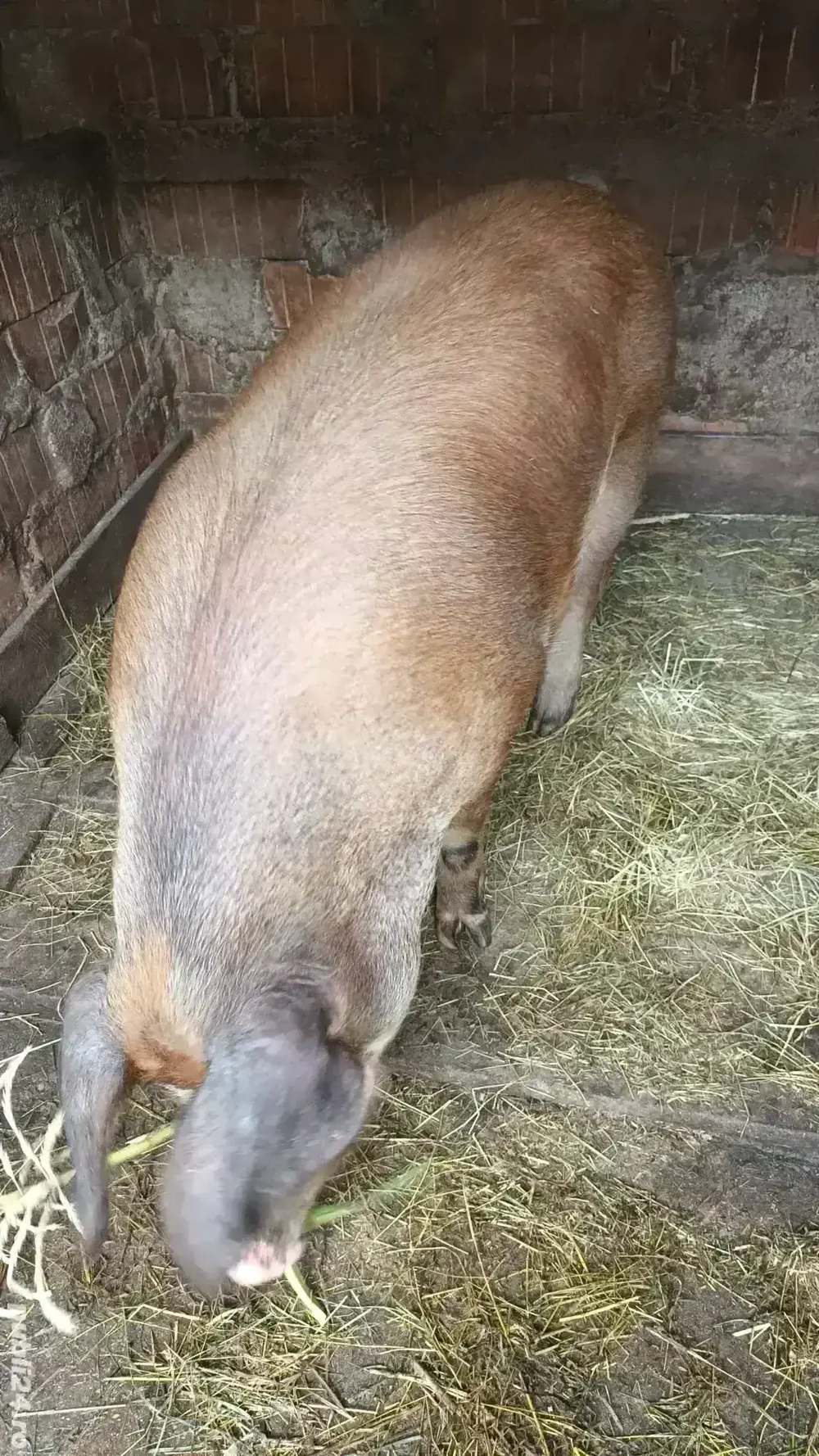 Vând porc  Vând porc