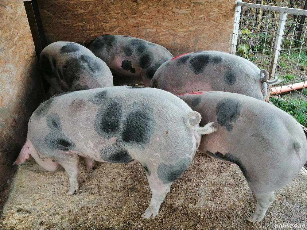 De vânzare trei porci rasa Pietraine! 