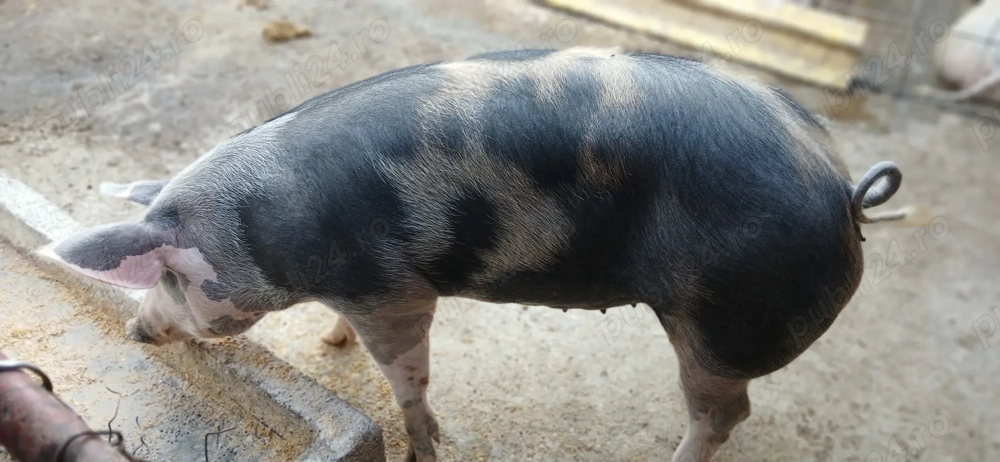 De vânzare porci! De vânzare porci!