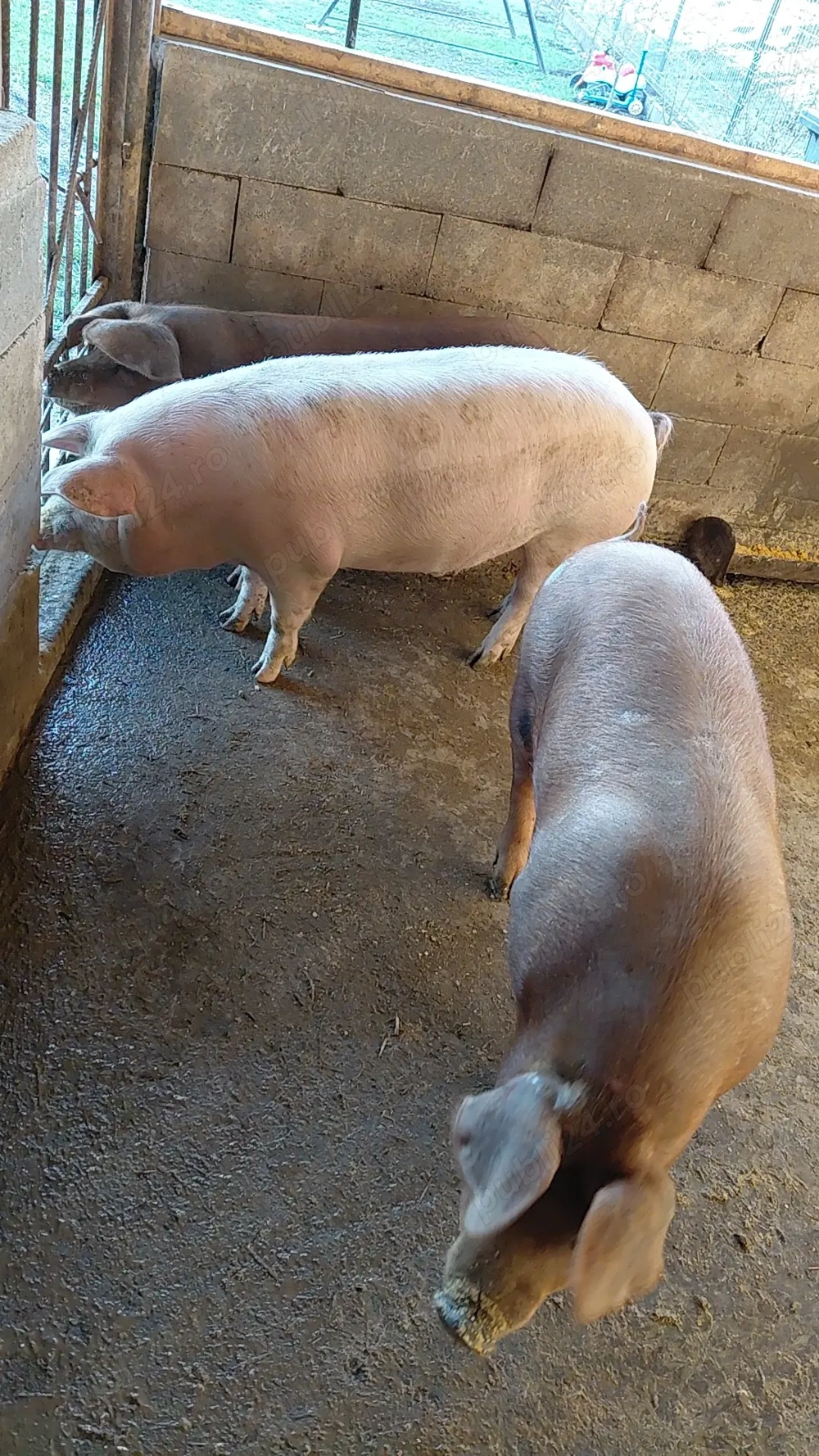 Porci de vânzare 