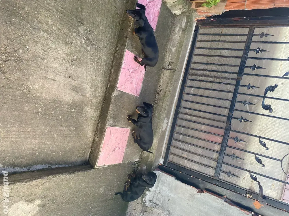 vand 3 căteleușe teckel 350 