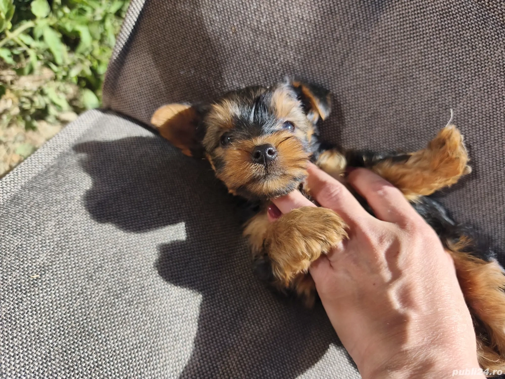 2 fetițe Yorkshire terrier 2 fetițe Yorkshire terrier