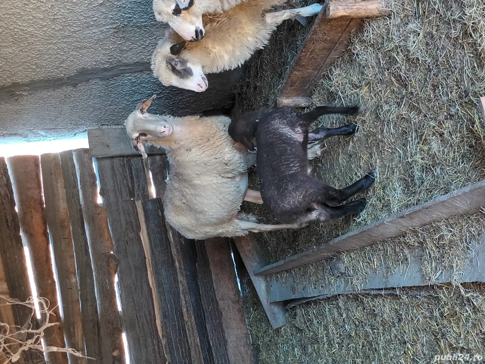 oi de vanzare gestante tinere prima și a doua fătare 