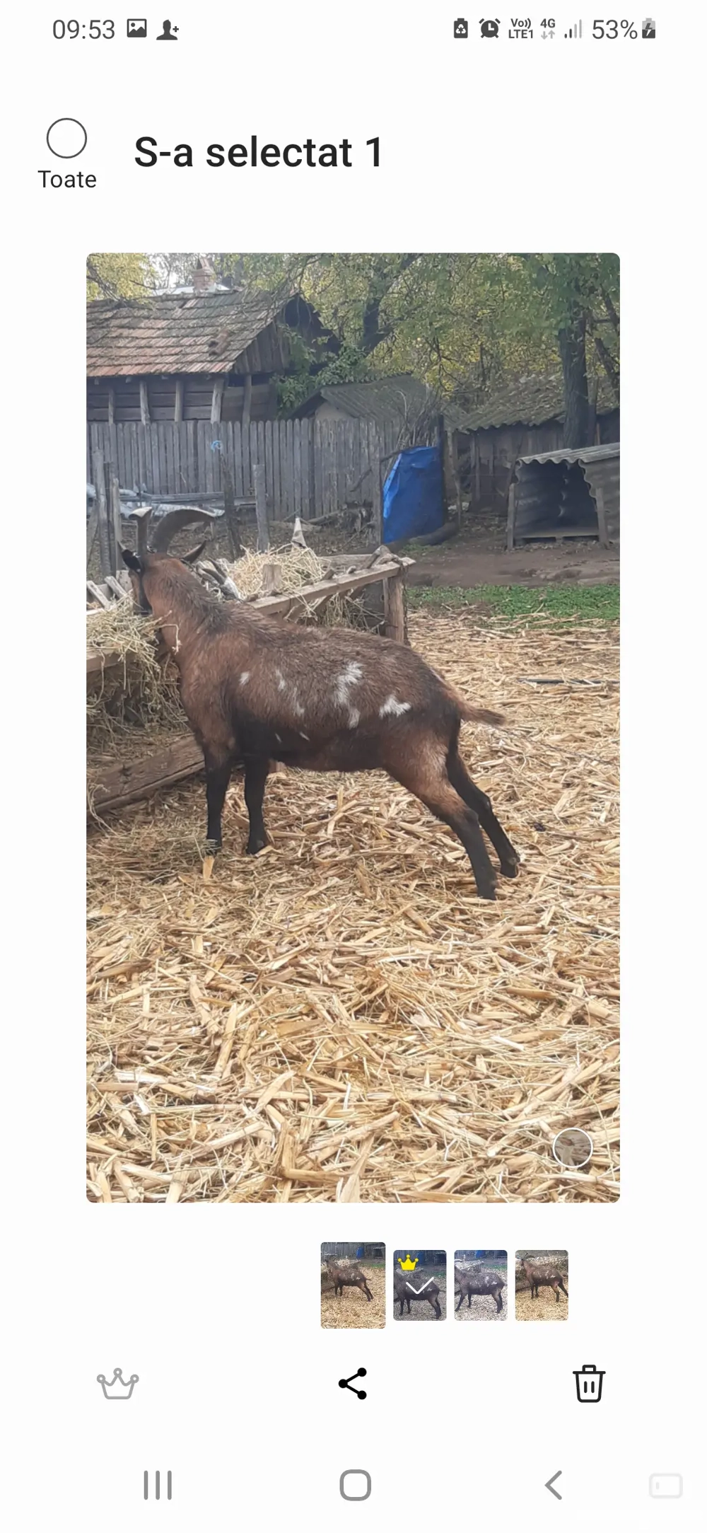 vând țap castrat pentru sacrificat  vând țap castrat pentru sacrificat