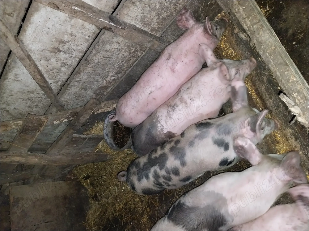 Vând Purcei de 3 luni.. 