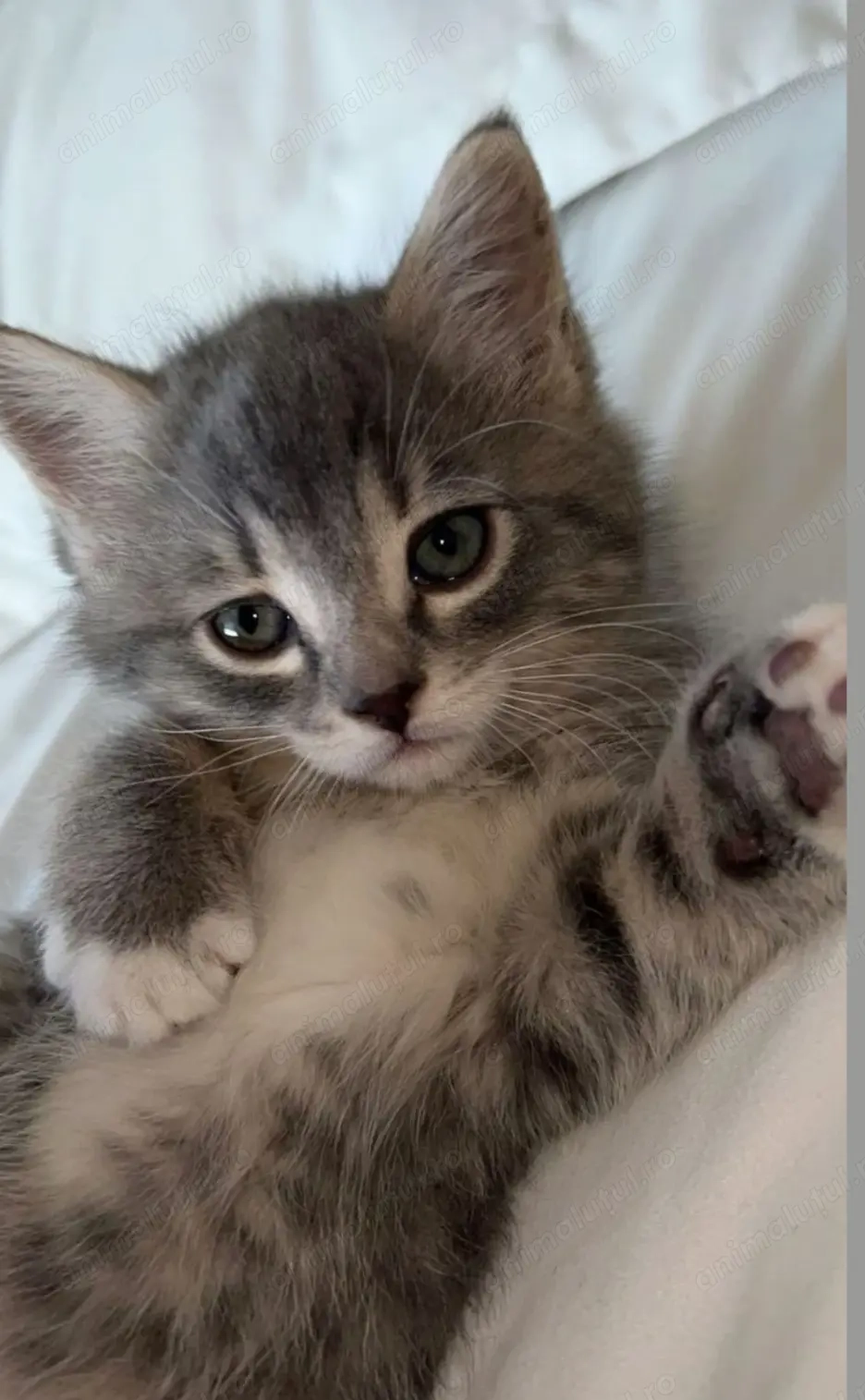 Norvegian de pădure 