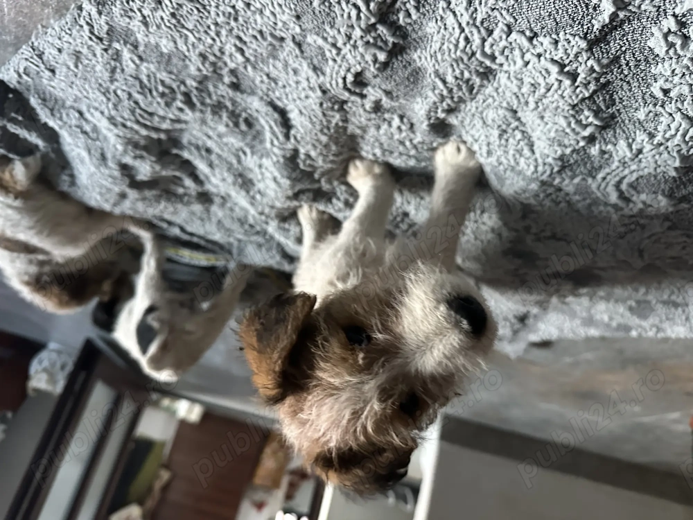 Cățeluși Fox terrier