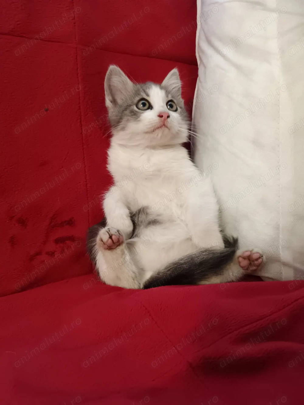 Maine Coon foarte jucăuși 