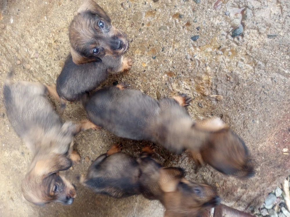 vând teckel sârmos  vând teckel sârmos