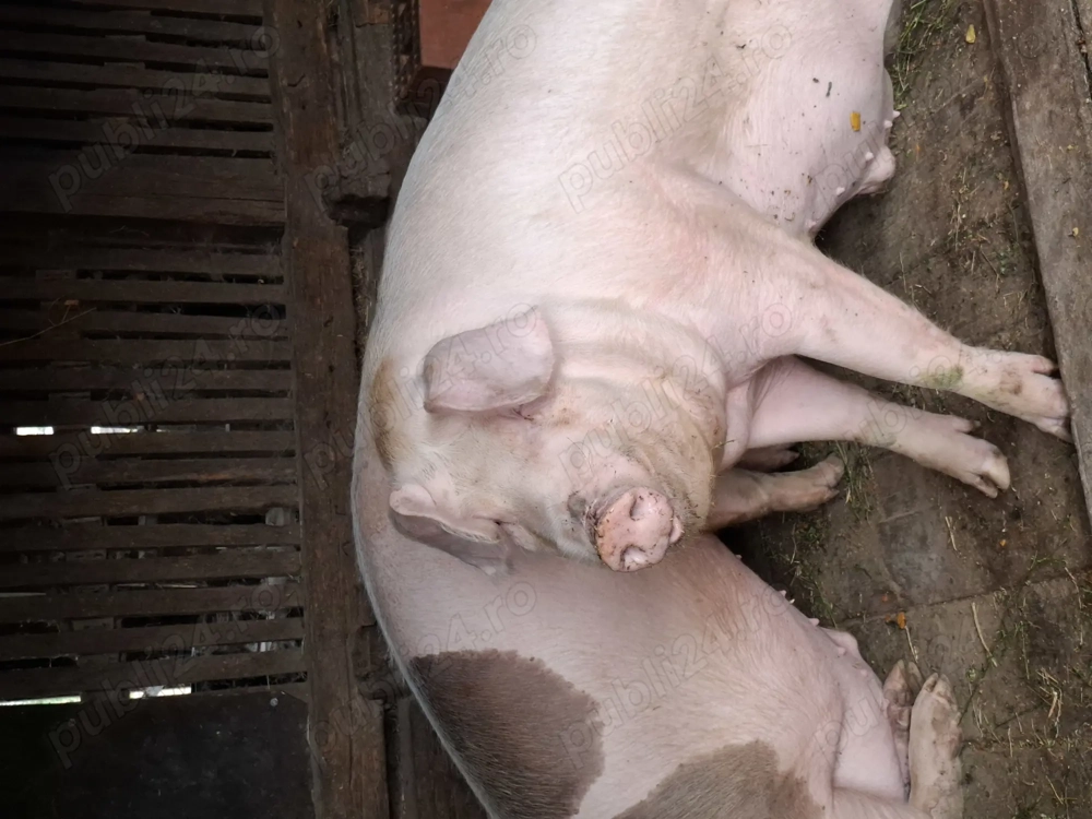 Vand porc de carne Vand porc de carne