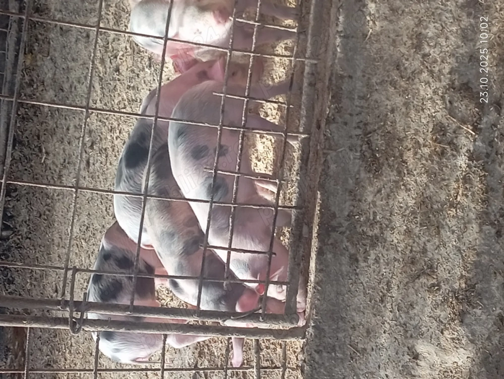 De vânzare 7 săptămâni 