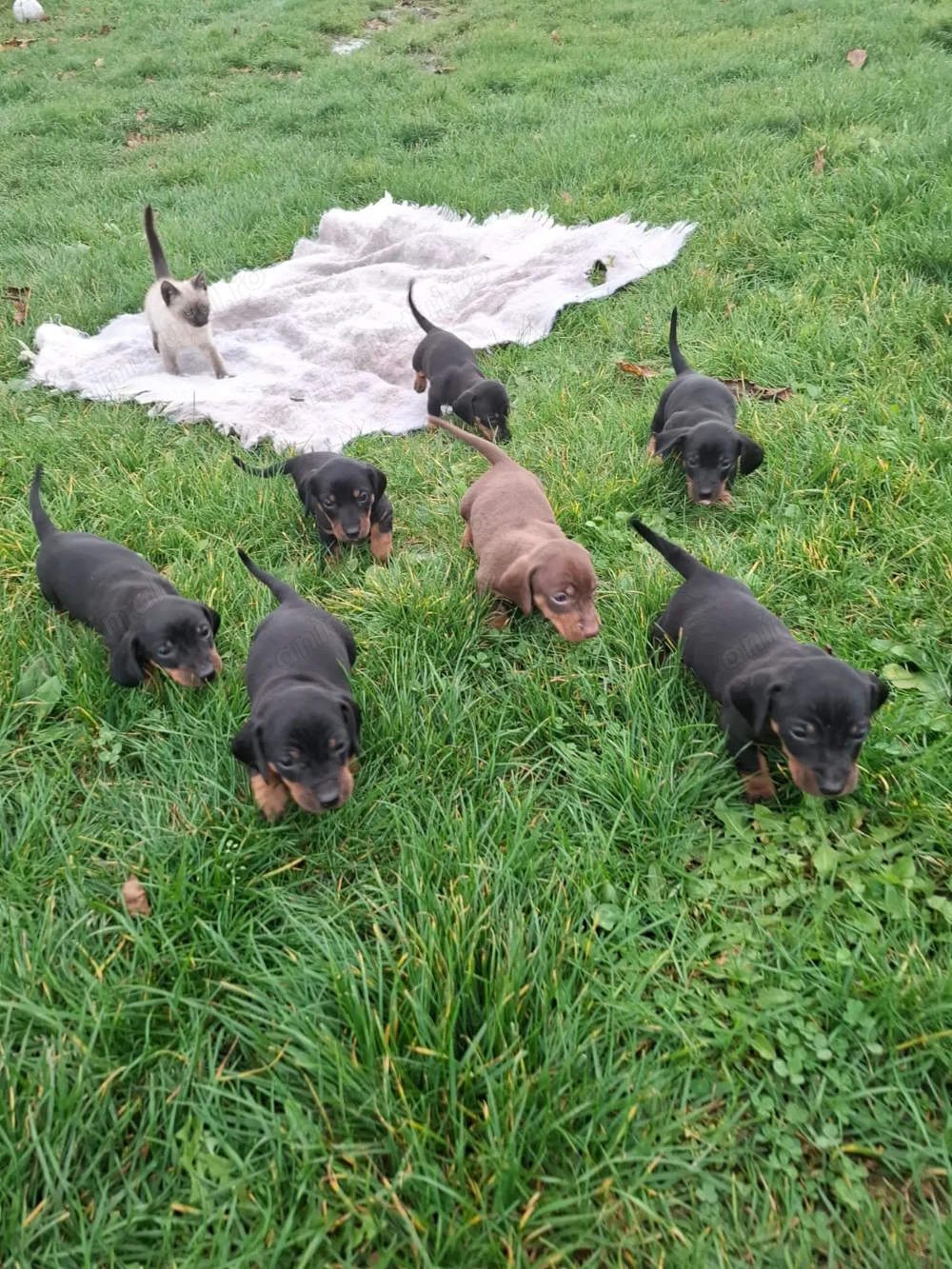 Căței teckel ,o fetiță și 4 băieți  Căței teckel ,o fetiță și 4 băieți