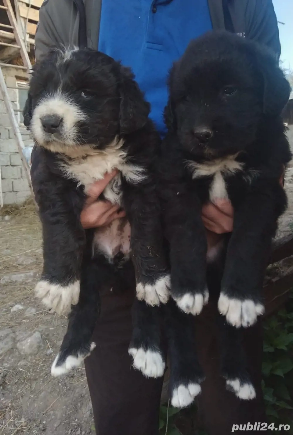 mascul ciobanesc corb