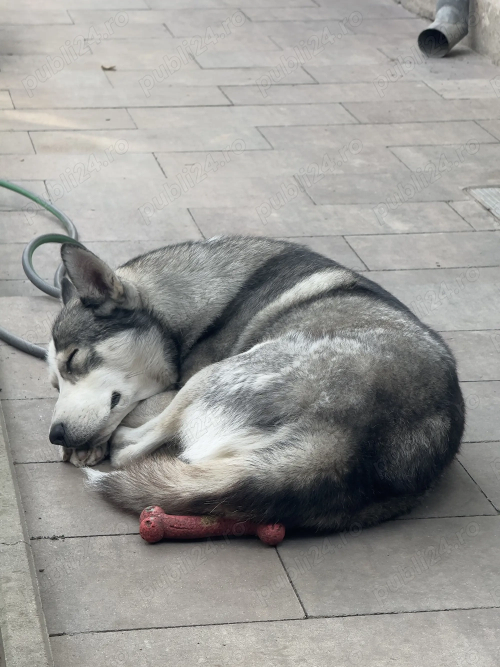 Husky in căutare de fetițe pentru reproducere 