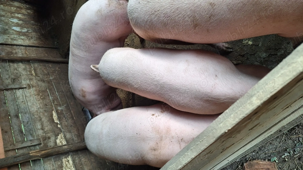 Vand porci in viu sau la carcasa