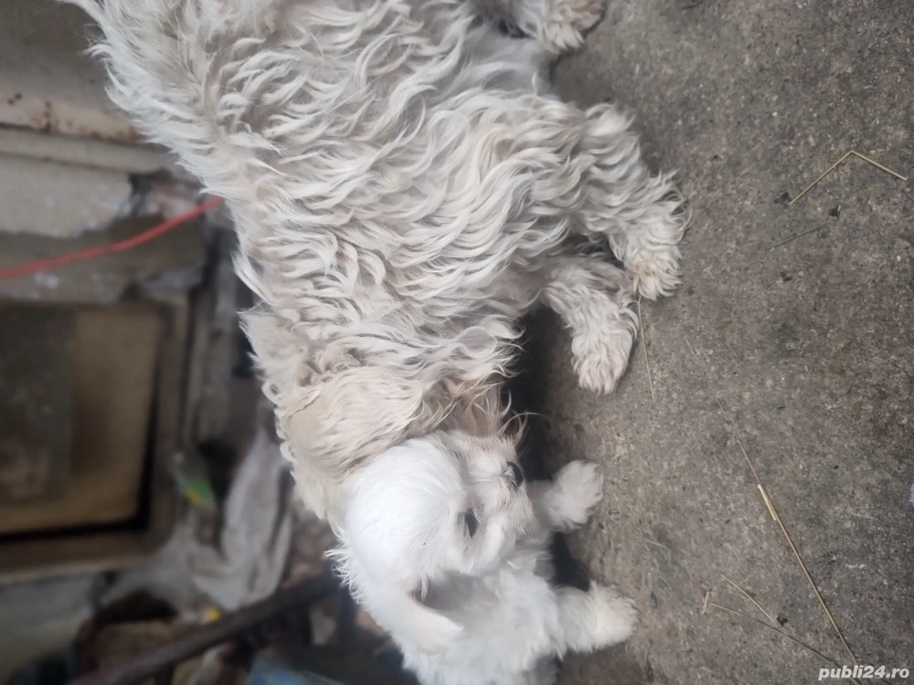 vand bichon maltez toy vand bichon maltez toy