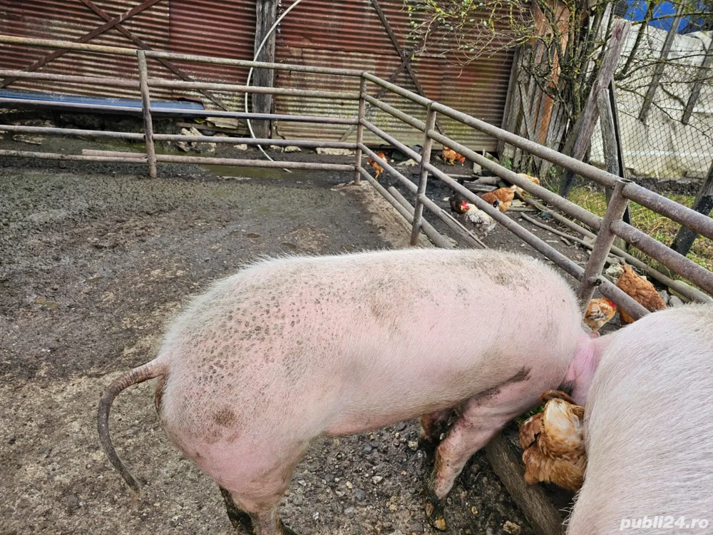 Porc de vânzare Porc de vânzare