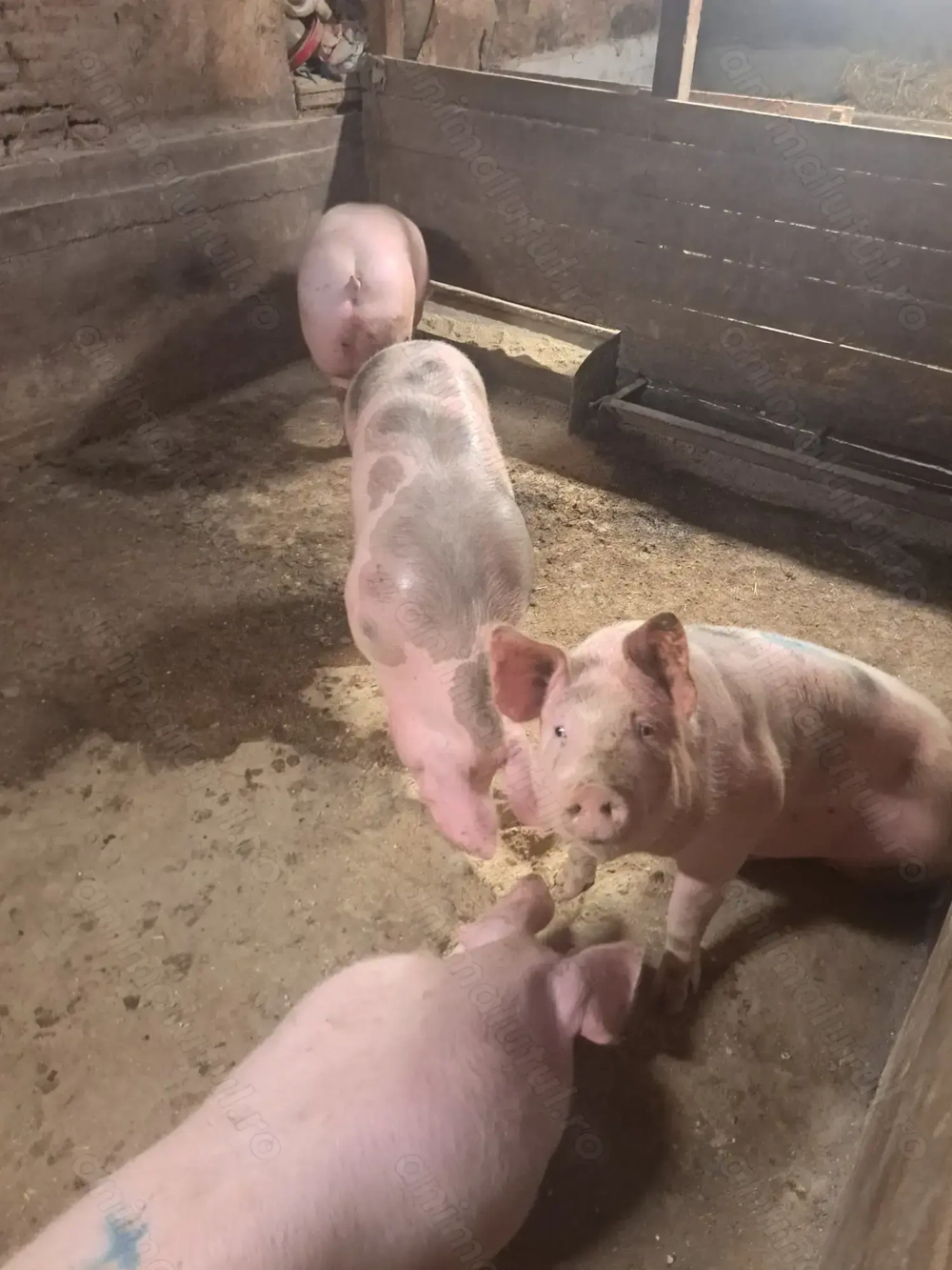 Porci rasa de carne  Porci rasa de carne