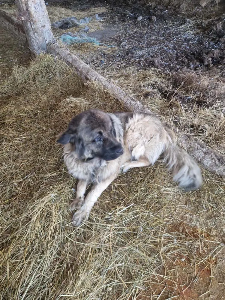 Vand Pereche de 2 caini- Ciobanesc Caucazian- Femela+Mascul