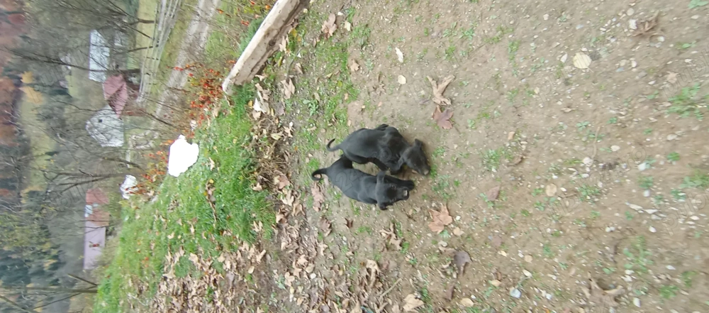 Vând catelusi  Vând catelusi